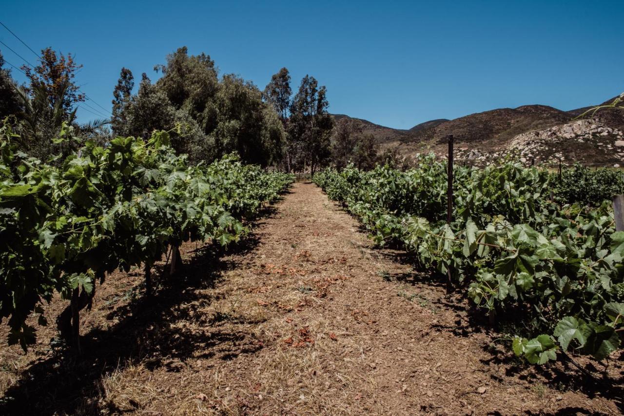Rancho Toros Pintos Villa Valle de Guadalupe Kültér fotó
